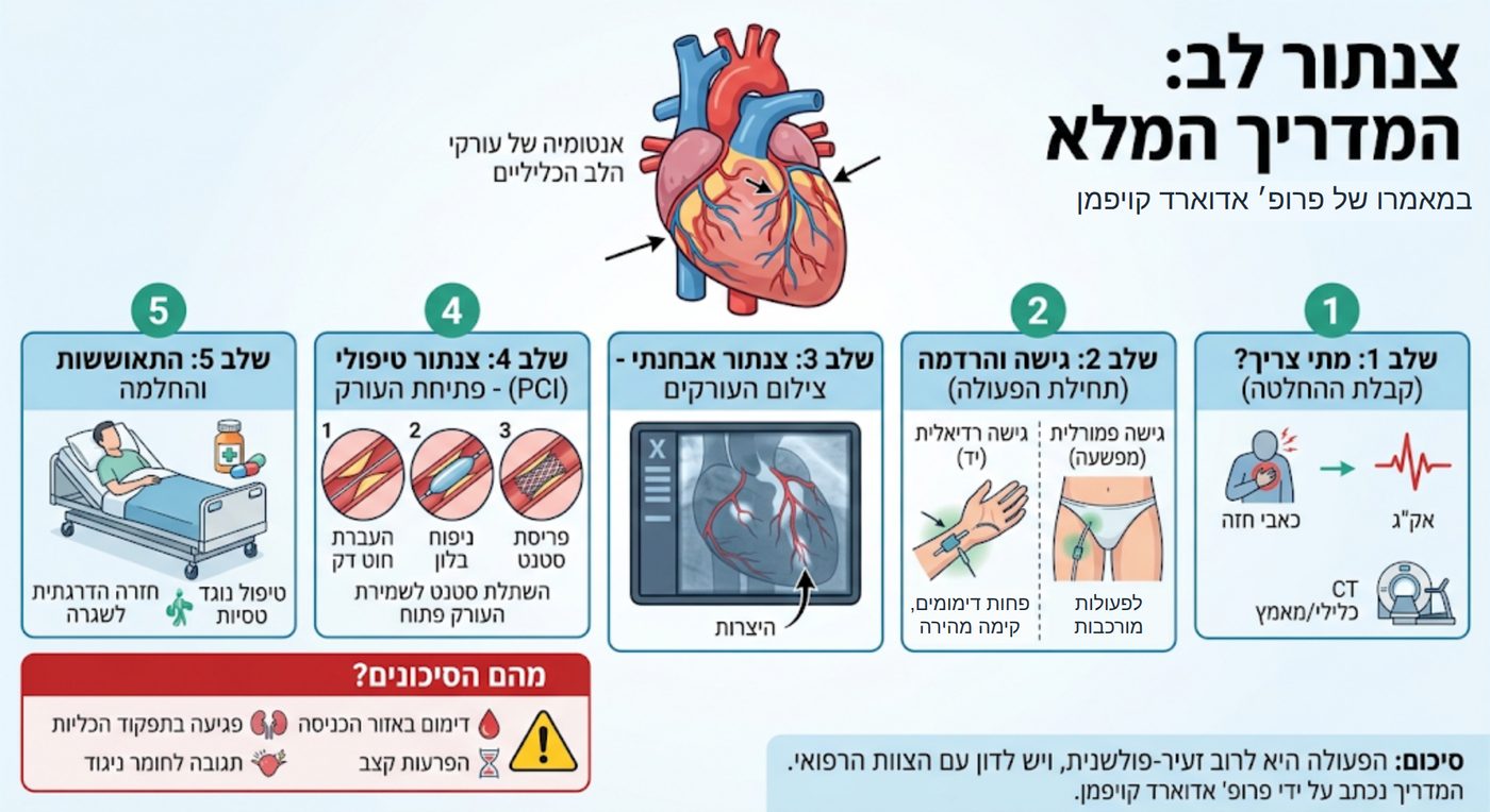המדריך במבט אחד: שלבי הצנתור, ההחלמה והסיכונים העיקריים